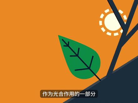 【最高的树木】已知的树木没有超过130米高,这是多种因素导致的结果#最高的树