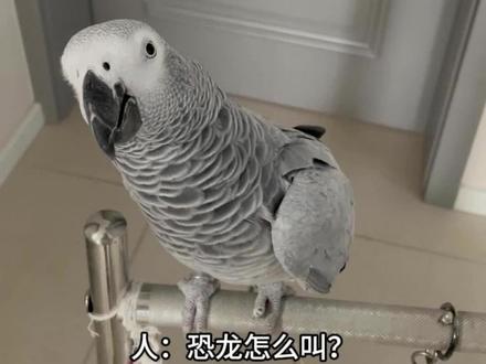 当你问鹦鹉🦜:恐龙怎么叫? #恐龙怎么叫 #鹦鹉 #合法人工养殖 #灰鹦鹉瓜瓜 #小鸡