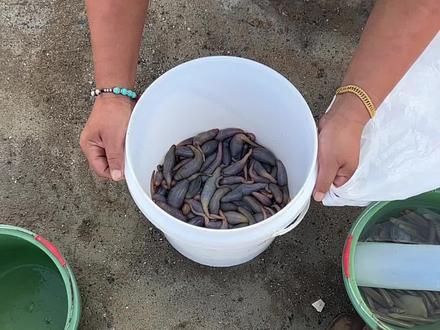 这不是海肠,这是海老鼠。#大连赶海#趣海户外 #大连旅游攻略