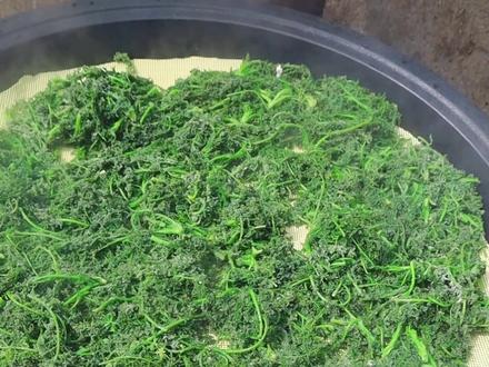 大自然的馈赠,春天好吃的野菜"米米蒿“,清淡又美味,关键是不花前。 #美食#野菜#纯天然无公害 #原生态乡村生活 #地方特色美食 #抖音美食创作人