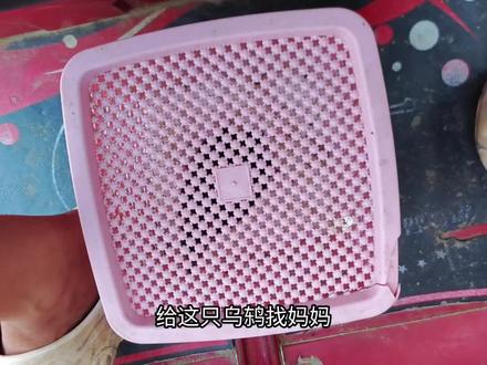 村里人丢在家门口的小鸟,给它找妈妈! #乌鸫