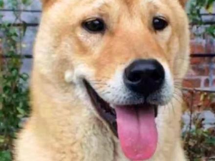 狗被毒蛇咬伤的救治方法#萌宠 #萌宠出道计划 #狗狗@抖音小助手