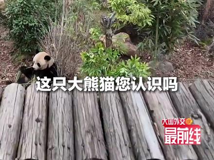 马克龙访华第二站,中法元首成都见!#大国外交最前线 带你打卡“天府之国”,看一位中法友谊的“见证者”。