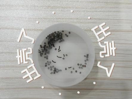 36天见证蚕宝宝的一生!从蚕卵再到蚕卵#蚕宝宝#蚕宝宝的生长过程 #蚕 #蚕茧