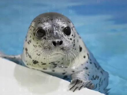 海豹,海狗,海牛,海象,海狮,好多人都还傻傻分不清,你呢 #海洋生物 #万物皆有灵性 #科普知识