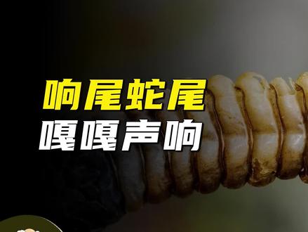 高达90次每分钟的振动频率,响尾蛇尾巴发出嘎嘎声可以吓退天敌 #响尾蛇 #尾巴 #自然 #科普