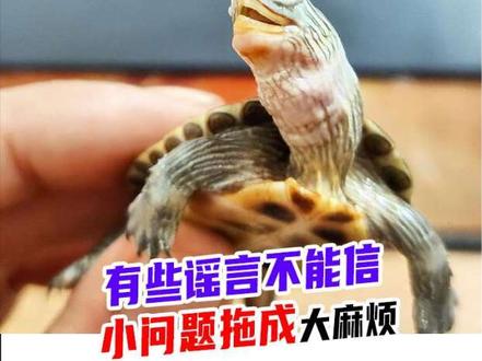 乌龟腐皮靠干养能自愈? 这期视频我希望那些通过我视频得到灵感的龟友出来发个声有些谣言不能信小问题拖成大麻烦,#乌龟腐皮 #新手养龟 #养龟日常 #龟龟🐢 #养龟人