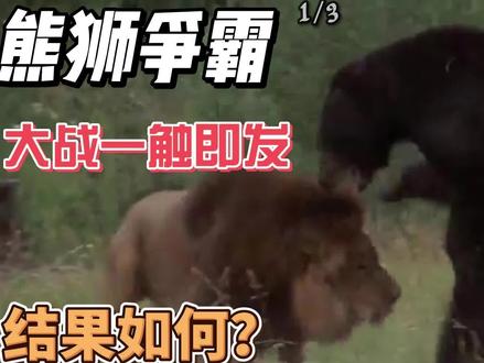 老虎VS野猪,狮子VS棕熊——哪个更激烈?1/3#老虎VS野猪 #狮子VS棕熊 #野生动物零距离