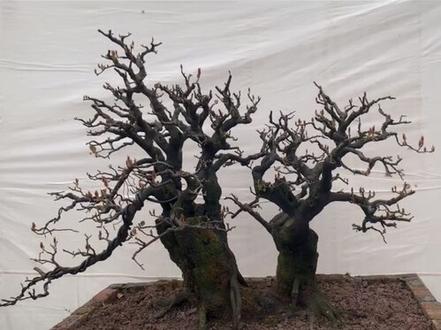 #金弹子小知识 #金弹子 《老于说》第六集 怎么区分金弹子乔木和灌木?