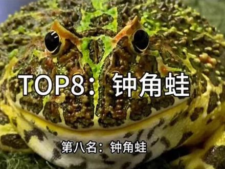 钟角蛙 #野生生物 #百科密码