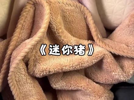 一只和你朋友一样可爱的小猪 #猪 #迷你猪 #宠物猪 #动物科普