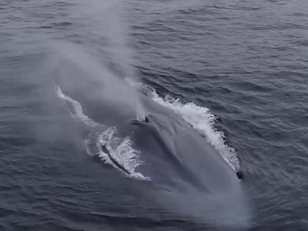 海洋近距离邂逅蓝鲸🐋,蓝鲸海洋已知最大哺乳动物,成年体长可达30多米,相当于10层楼高度😅#蓝鲸#我们的海洋世界#萌宠出道计划 #抖音动物图鉴 @抖音自然