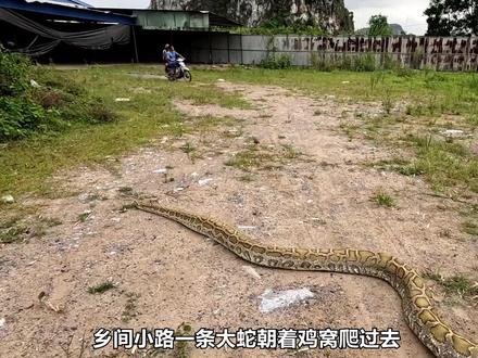 抓捕偷走母鸡的蟒蛇 #野生动物零距离 #尖货星期天