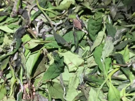 寿眉室内萎凋第二十小时,茶叶开始收紧变硬,叶片呈墨绿色,毫显。#福鼎白茶 #茶叶制作 #工厂实拍视频 #茶知识