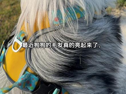 毛发越来越好了,珍珠毛都养出来了#南极磷虾鱼油 #陨石边牧 #边牧