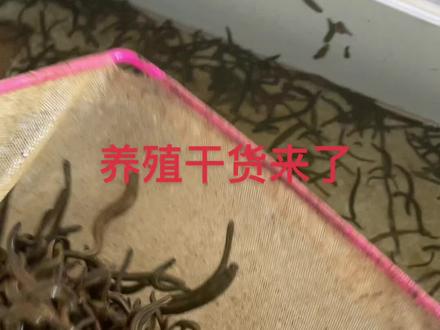 #水蛭养殖 #蚂蝗 #水蛭 #菲牛蛭#自繁自养 新手养殖吸血水蛭的方法