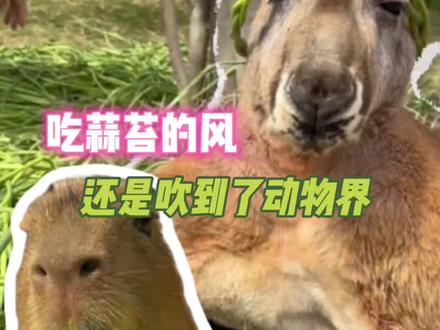 吃蒜苔的风还是吹到了动物界(素材来源于网络 侵删)#蒜苔 #袋鼠 #卡皮巴拉#娱乐评论大赏#万万想不到 #蒜薹的风吹到了动物园