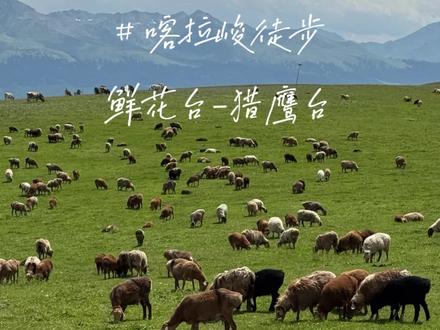 喀拉峻自驾 自驾选择东门自驾入口进入,导航喀拉峻东门自驾口,进入景区后盘山公路注意安全哦。行进至万纳服务区一号停车场 如果没有车位可以去2、3、4停车场 有景区区间车接驳其实都很方便 接下来说徒步这一段👇
鲜花台现在山顶已经没有花了 据说是被踩踏严重消失了
山坡处花还是比较多的。徒步入口有指示牌,按照指示牌上木栈道开始徒步,全程五公里,体力充足的人士请一定要走这段路。路上遇到第一个观景台能看到阔克苏峡谷 ,一路上山花遍布草场,牛羊成群,云杉竖立,远处雪山耸立,一切都美不胜收,记得带冲锋衣外壳,如遇下雨天气注意保暖。500毫升水足矣,轻装上阵!#在新疆草原享受自由 #旅行推荐官 #新疆草原每一帧都美成画 #牧区风景