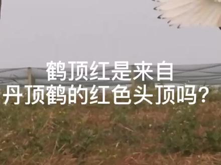鹤顶红来自丹顶鹤的红色头顶吗?#野生动物零距离 #动物世界 #万物皆有灵性 #人与自然和谐共处 #保护鸟类
