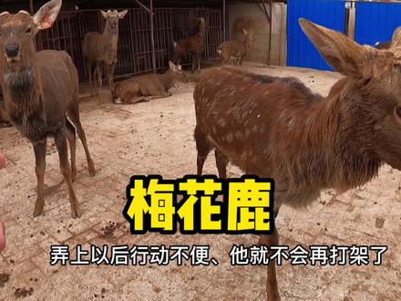 梅花鹿从头到尾全身都是宝,来到鹿乡,重新认识梅花鹿。