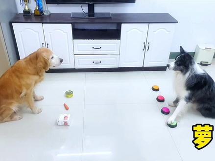 #萝卜纸巾猫咪模仿挑战 #萌宠认物挑战 #金毛 #边牧 金毛:虽然我做不到百分百对,但是我可不是蒙的