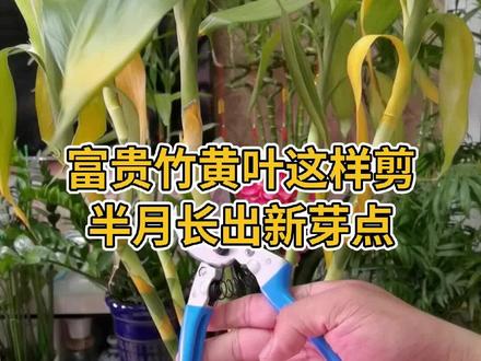 富贵黄叶这样修剪,包月长出新芽点。#富贵竹黄叶 #花卉绿植 #怎么养好富贵竹 #养花小技巧 #养花达人