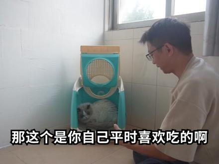 这是猫暴躁抓人咬人的根本原因-小宝2 #训猫 #猫行为纠正 #布偶猫 #猫咬人怎么治 #猫应激咬人