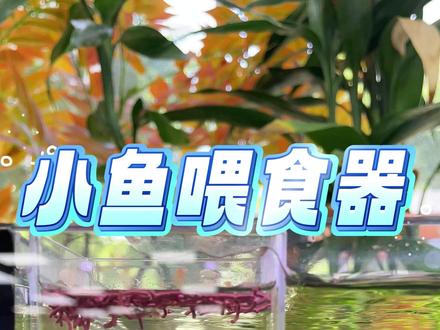 试试这个喂食器吧,鱼粮不乱漂不沉底,还增加了喂鱼的乐趣! #司柠家水族馆#鱼缸喂食器 #新手养鱼 #养鱼日记
