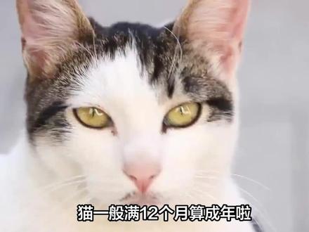 猫多大算成年了?猫咪成年秘密大揭秘,你知道猫多大才算成年吗?