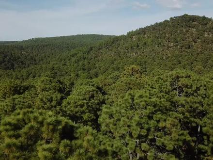 深圳梧桐山发现罕见白狐,专家却表示不是好事,这到底是为什么? #白狐 #动物 #科学