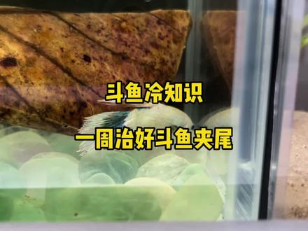 斗鱼冷知识~一周治疗好斗鱼夹尾~最长不超过半个月哦~ #养鱼日记 #斗鱼 #饲养员和小神兽 #宠物 #冷知识