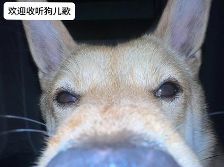 一定要给小狗听这首狗儿歌!太治愈啦! 小狗身上有狗毛!小狗走路靠狗脚!
原声在这!@拆拆狗
#狗狗 #萌宠出道计划 #搞笑 #抽象 #可爱到爆炸💥
