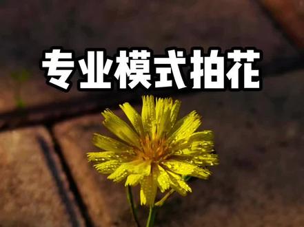 学会专业模式,让照片更高级#摄影#手机摄影#专业模式#小米14 #小米手机拍照