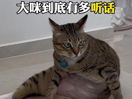 大咪:我爸不让我跟你玩~ #大咪和小咪的日常