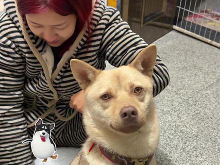 我的"精分"小狗! #记录宠物的日常生活 #养宠日常 #狗狗日常