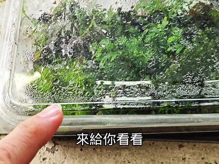 鹿角苔悶養成水上葉苔蘚