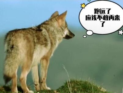 鱼被偷啦!格林驱走狐狸#重返狼群 #格林 #格林的成长趣事