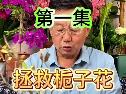 #挑战救治栀子花 ,救活视频待发