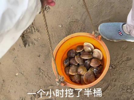 海边人充实的一天,白天挖沙白,晚上抓螃蟹#赶海攻略 #户外