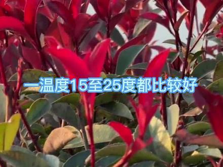 养红叶石楠一定要注意这些方面哦#红叶石楠#养护 @DOU+小助手