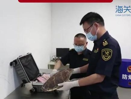 背了一个龟壳回来 #热点 #热点新闻事件