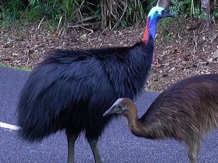 我竟偶遇了世界上最危险的鸟!杀人鸟鹤驼,又名食火鸡!太吓人啦!#野生动物零距离 #野生动物 #户外 #鹤驼