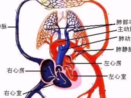 用东南西北模拟人体心脏,帮助孩子更好地理解人体血液循环哟~ #折纸 #手工 #一起做手工