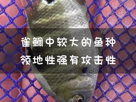 尾斑雀鲷栖息于有适度浪涌的近岸岩礁区,主要食用藻类、无脊椎动物及甲壳类,有高度领地性。#雀鲷 #梭地豆娘鱼 #这是什么鱼