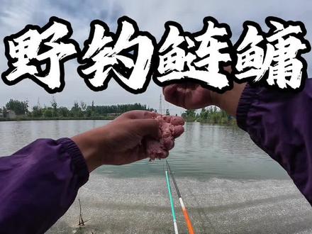 野钓鲢鳙抽窝133法则 野钓鲢鳙不要相信抽的越快鱼越多,一分钟三杆,胳膊抡冒烟,浮漂跳舞就是不黑漂,不是茅鱼就是撞线,窝子里有鱼就是不黑漂,特别是初夏时期,野钓鲢鳙抽杆频率大有不同,野钓鲢鳙抽杆133法则,一种比较适合初夏野钓鲢鳙的抽杆方法#螺纹钢鲢鳙 #钓鱼王破天鲢鳙 #汉鼎螺纹钢 #浮钓鲢鳙 #钓鲢鳙技巧 @汉鼎官方旗舰店