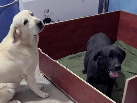 前面三只生的很顺利没想到……#宠物狗 #家有萌宠 #拉不拉多