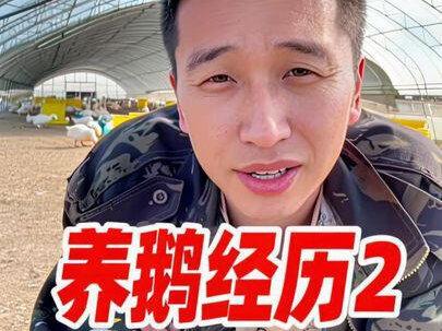 养鹅经历2……养殖小白勿入坑#三农 #助农 #新农人 #返乡创业