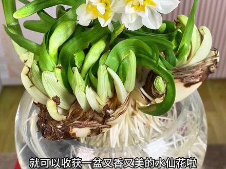 刚刚雕刻好的水仙收到后如何养护#水仙花 #好看的花一定要分享给你 #年宵花 #鲜花原产地优选 #爱生活爱养花