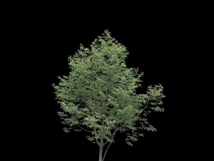 #语文主题学习丛书 五年级上册书海冲浪(一)3白杨