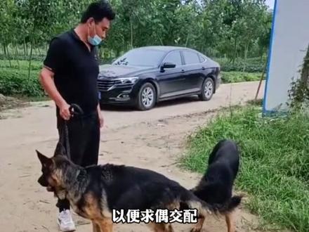 z狗狗为什么喜欢抬腿撒尿#萌宠版命运的齿轮开始转动 #抖in萌宠计划